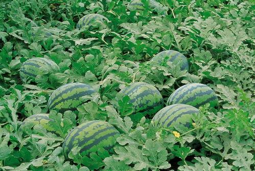 718吃瓜娱乐入口